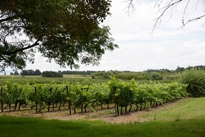 Patrimonio: “El vino como tradición”