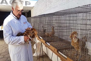 Brasil confirmó casos de gripe aviar