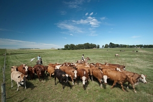 Reino Unido levanta restricciones a la carne brasileña