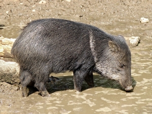 Alerta por caza de especies prohibidas