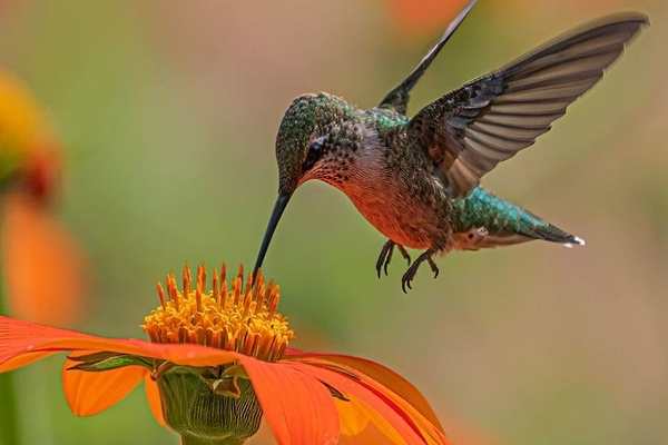 La biodiversidad exige medidas urgentes