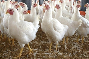 Influenza aviar, situación en Argentina