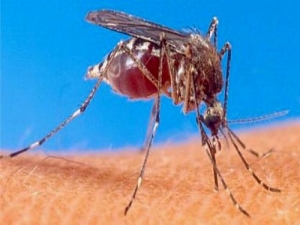 El dengue mata en varios países