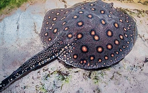 Paysandú: Casos de picaduras de rayas