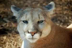 Un puma se escapó de la reserva