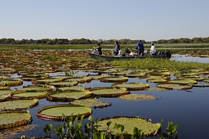 Ong’s piden a la UE salvar el Pantanal