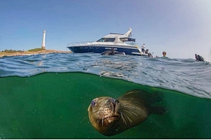 &quot;Decenas de lobos marinos&quot; murieron por gripe aviar