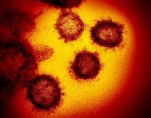Pistas sobre origen del coronavirus
