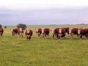 Abigeato: Comercializaban la carne