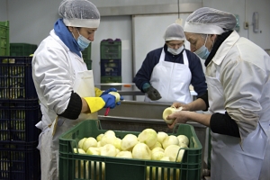 Apoyo a emprendimientos que producen alimentos