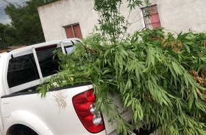 Incautan marihuana y plantas de cannabis