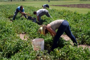 Montevideo: Ayuda a productores por la sequía