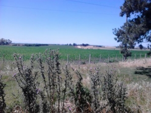 Apoyo a cultivadores de papa y boniato