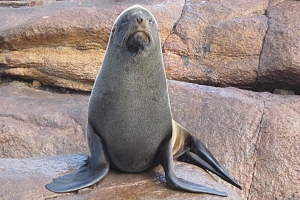 Confirman caso de gripe aviar en un lobo marino