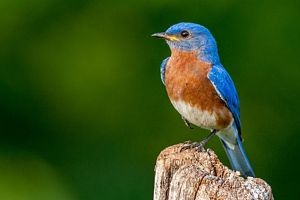 Contrabando y tráfico de fauna en Salto