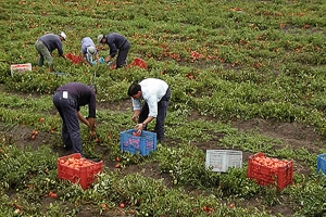 Presentan plan de Agricultura Familiar