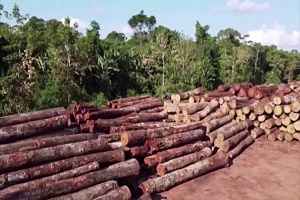 Amazonia: La deforestación alcanza un nuevo récord