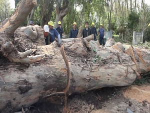 Adolescente grave luego de caerle un árbol encima