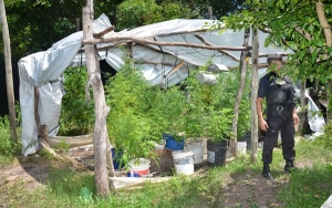 Allanan plantación irregular de marihuana