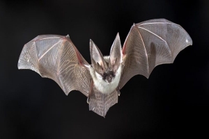Murciélago infectado con el virus de la rabia