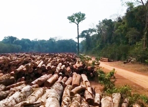 ONG denuncia a Bolsonaro por deforestación de la Amazonía