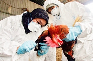 &quot;Gran preocupación&quot; por gripe aviar