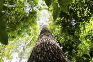 Amazonía: la deforestación cae en enero