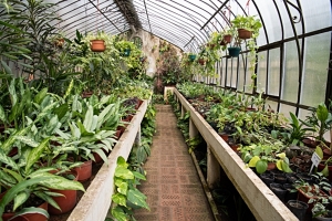 Reabre invernáculo del Jardín Botánico