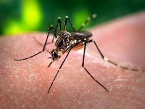 MSP advierte sobre dengue y chikungunya