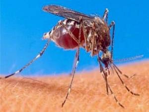 La malaria causó 597.000 muertes en 2023