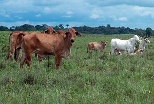 Restaurar la Amazonía, de Colombia para el mundo