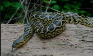 La anaconda más grande capturada