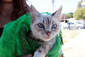 Orsi: Maltrato animal como delito