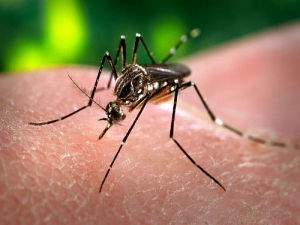 Caso de dengue autóctono en Rocha