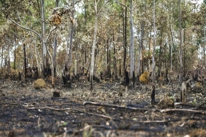 El humo de los incendios llega a los países vecinos