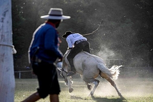 Suspenden reglamentación animal