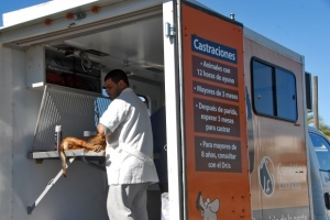 Miles de perros serán rastreados