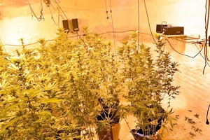 Incautan éxtasis, LSD y marihuana en Paysandú