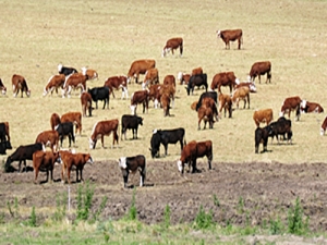 7.000 cabezas de ganado en pie a China
