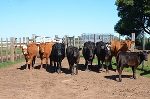 Productor rural a la cárcel