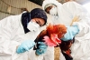 La gripe aviar puede causar la próxima pandemia