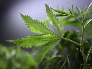 Efectos del cannabis en el embarazo
