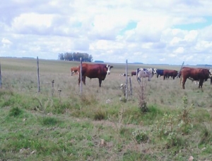 Emergencia Agropecuaria