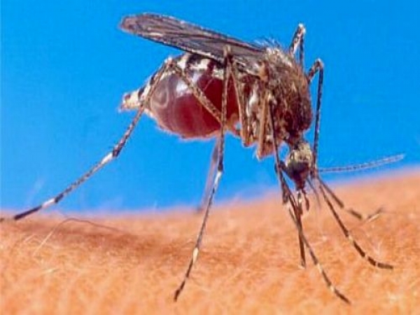 Dengue: Serotipo 3 puede agravar la enfermedad