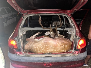 Transportaban carne de ciervo