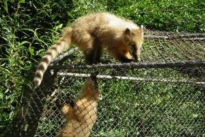 Pan de Azúcar: denuncian muerte de animales